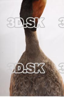 Bird neck reference 0001